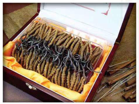 富蕴冬虫夏草回收